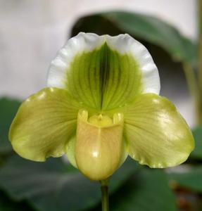 Paphiopedilum Yerba Buena