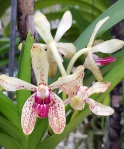 Vanda Motes Lemon Tart