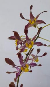 Dendrobium Brown King