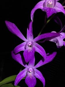 Dendrobium Nicha Surma