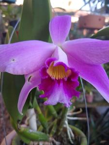Cattleya Adrienne (1907)