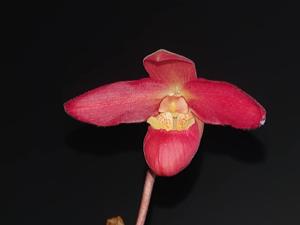 Phragmipedium Bright Spot