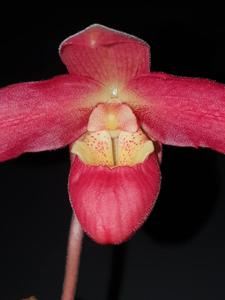 Phragmipedium Bright Spot