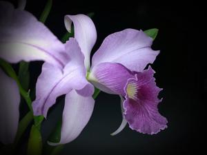 Cattleya Canhamiana