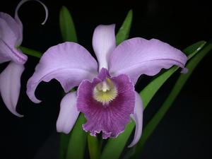 Cattleya Canhamiana