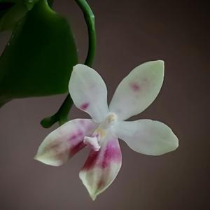 Phalaenopsis Miki Red Star