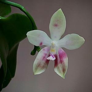 <i>Phalaenopsis</i> Miki Red Star