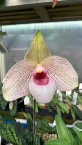 Paphiopedilum Lynleigh Koopowitz