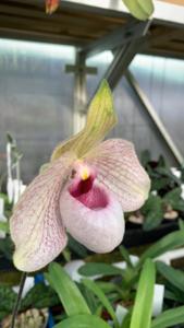 Paphiopedilum Lynleigh Koopowitz