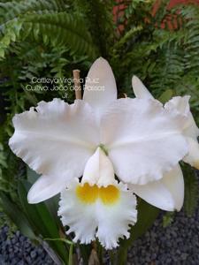 Cattleya Virginia Ruiz