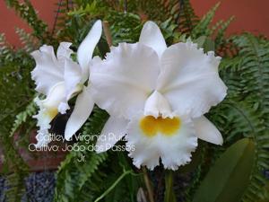 Cattleya Virginia Ruiz