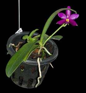 Phalaenopsis Fintje Kunriawati