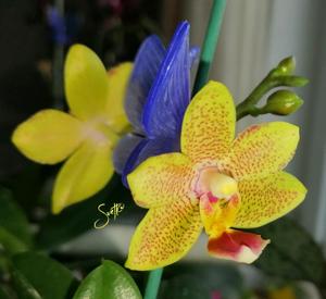 Phalaenopsis Younghome Lucky Star