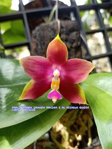 Phalaenopsis Lily Montero