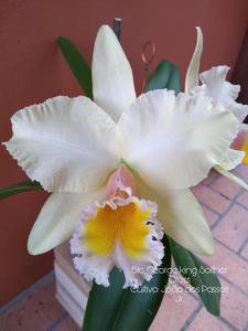 Rhyncholaeliocattleya George King