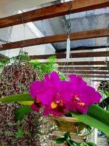 Cattleya Bonin