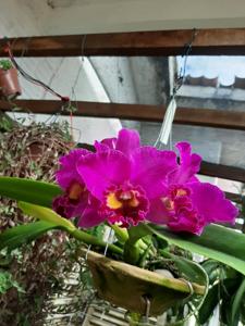 Cattleya Bonin