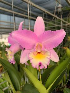 Laeliocattleya Puppy Love