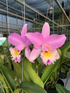 Laeliocattleya Puppy Love