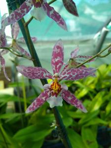 <i>Oncidium</i> Widecombe Fair