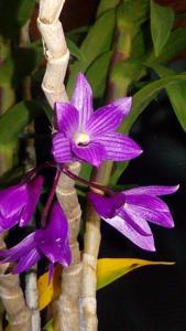 Dendrobium Hanlin Mikotae