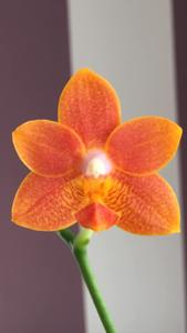 Phalaenopsis Chienlung Little Orange