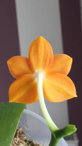 Phalaenopsis Chienlung Little Orange