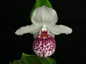 Cypripedium Ulla Silkens