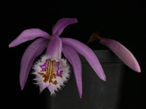 Pleione albiflora-praecox