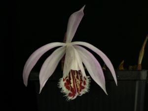 Pleione Eiger