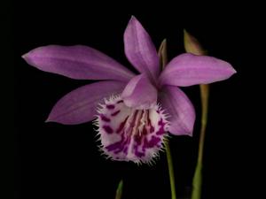 Pleione Piton