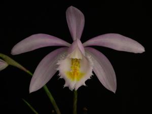 Pleione Ueli Wackernagel