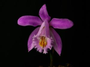 Pleione Mawenzi