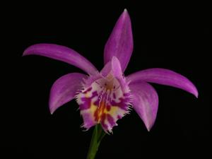 Pleione barbarae