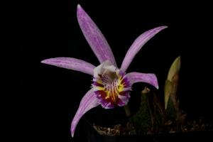 Pleione Confirmation