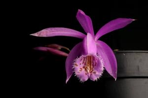 Pleione Barcena