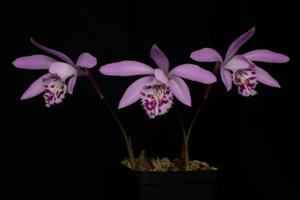 Pleione Piton