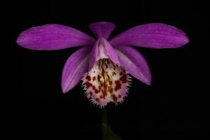 Pleione Marco Polo