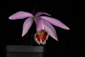 Pleione Hekla