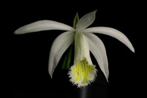 Pleione Eiger