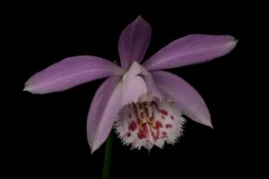 Pleione Alishan