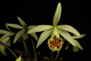 Pleione Shantung