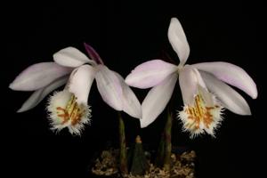 Pleione Shantung