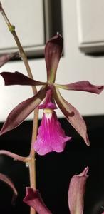 Encyclia Loch of Mey
