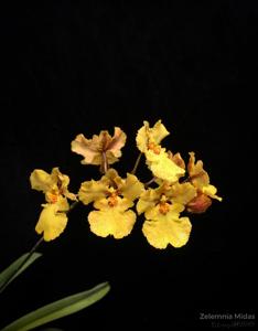 Zelemnia Midas