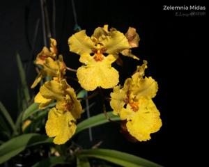 Zelemnia Midas