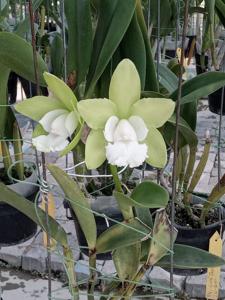 Cattleya Taiwan Green Emerald