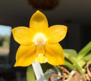 Phalaenopsis KS Pipa