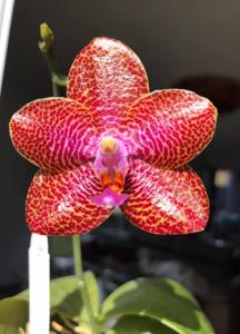 Phalaenopsis Mituo Gigan Dragon