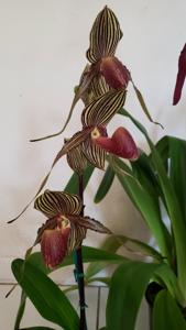 Paphiopedilum Shin-Yi Williams